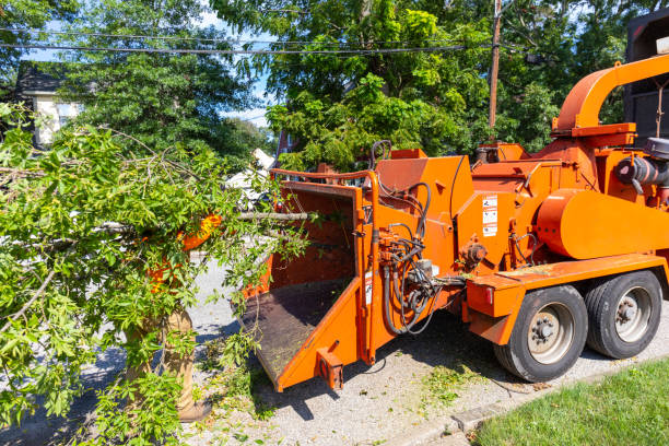 Best Tree Stump Removal  in Poquoson, VA